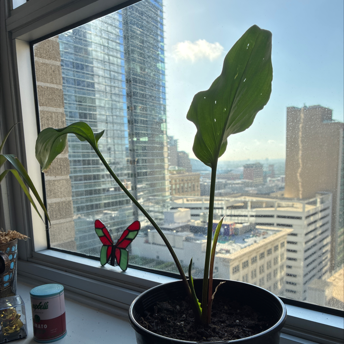 Photo of the plant species Francee Hosta by @DiverseBegonia named Eva on Greg, the plant care app