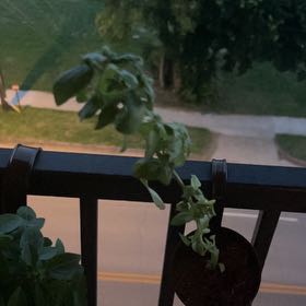 Photo of the plant species Lemon Basil by @JoyfulCowpea88 named Jimmy Jr. on Greg, the plant care app