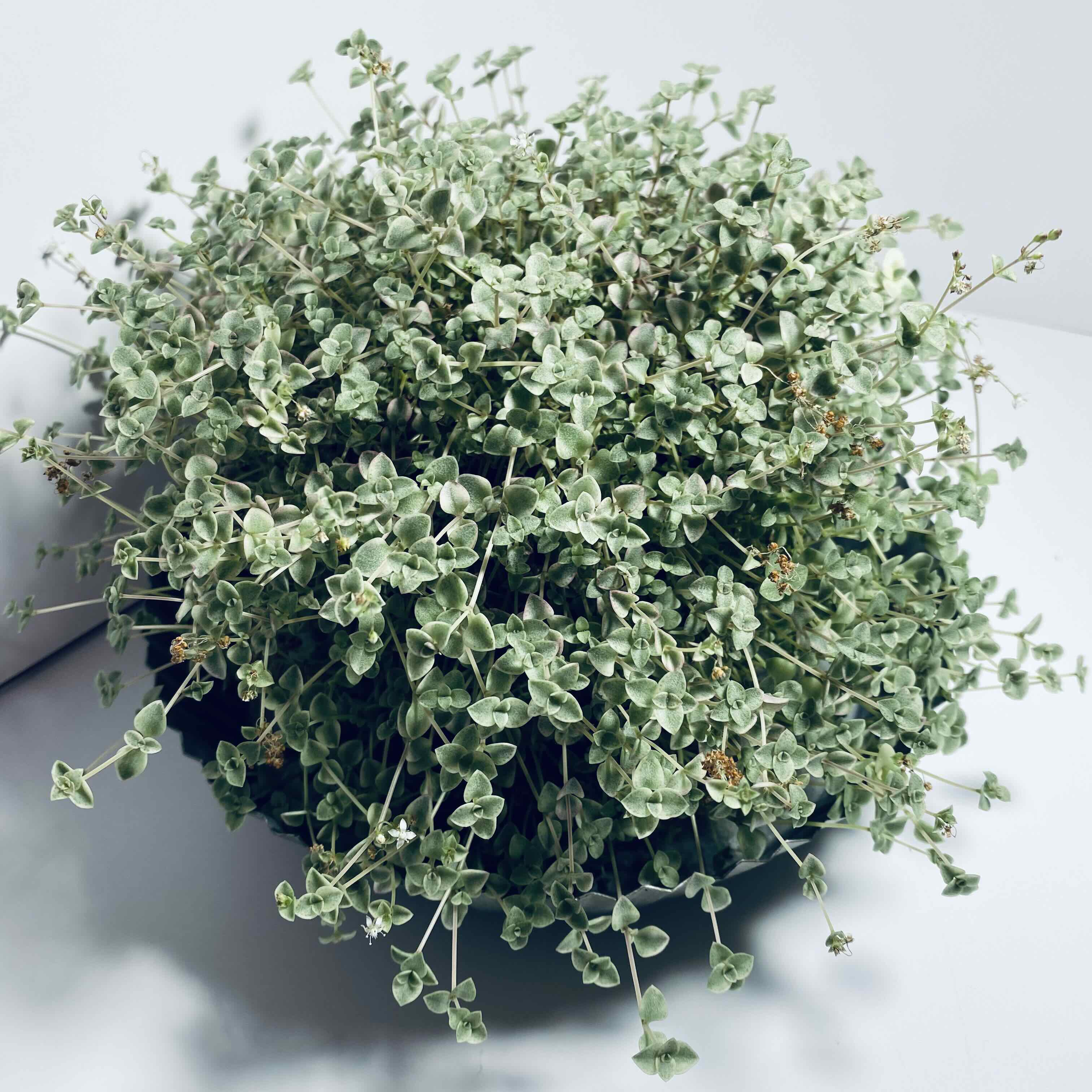 Sedum 'Little Missy' plant with small, variegated leaves, no visible soil or flowers.