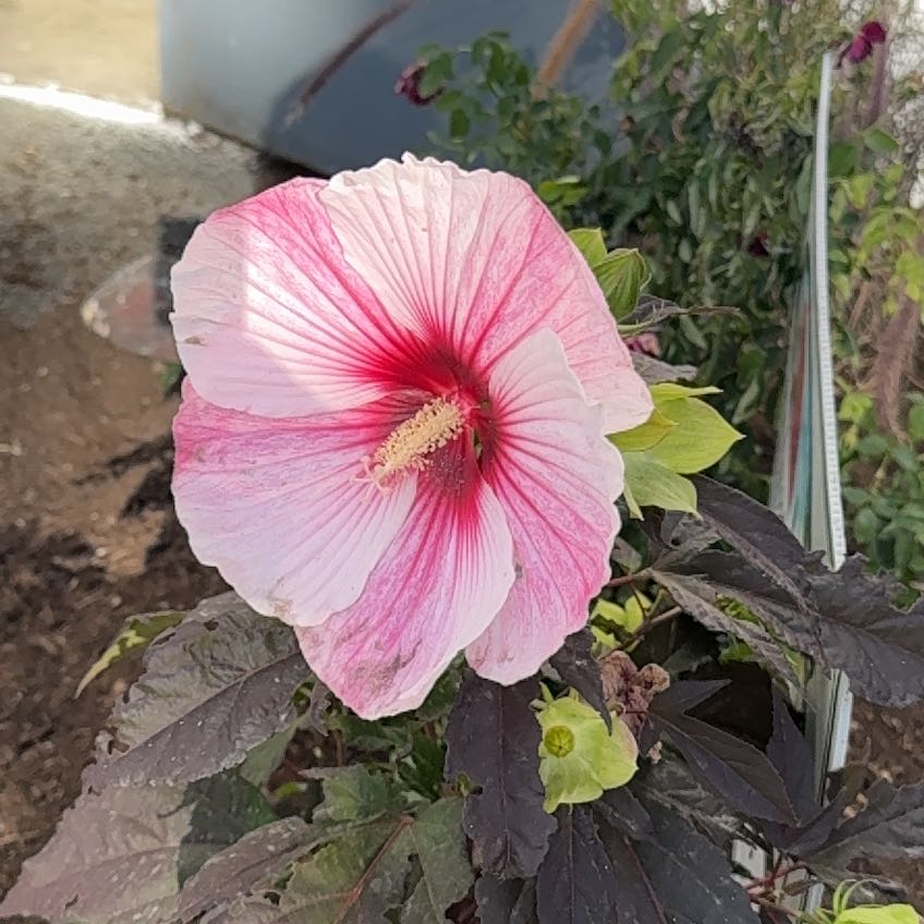 Photo of the plant species Royal Mallow by @LargeIronweed61 named Sigmund on Greg, the plant care app