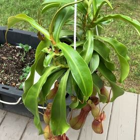 Photo of the plant species Nepenthes 'Miranda' by @CivilizedPeony4 named Harmony on Greg, the plant care app