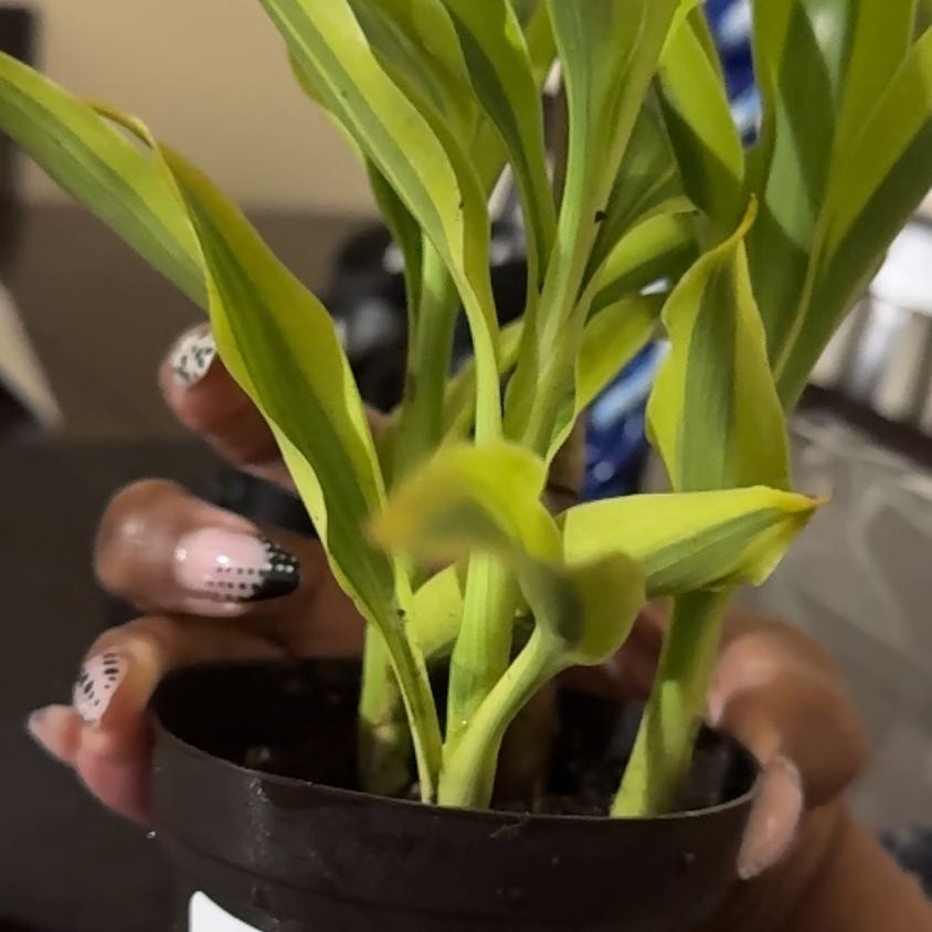 Photo of the plant species Dracaena Sanderiana 'White Ribbon' by @WarmBrushbox97 named Rihanna on Greg, the plant care app