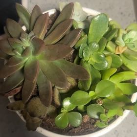 Photo of the plant species Succulent Garden by @WarmBrushbox97 named Cleopatra on Greg, the plant care app
