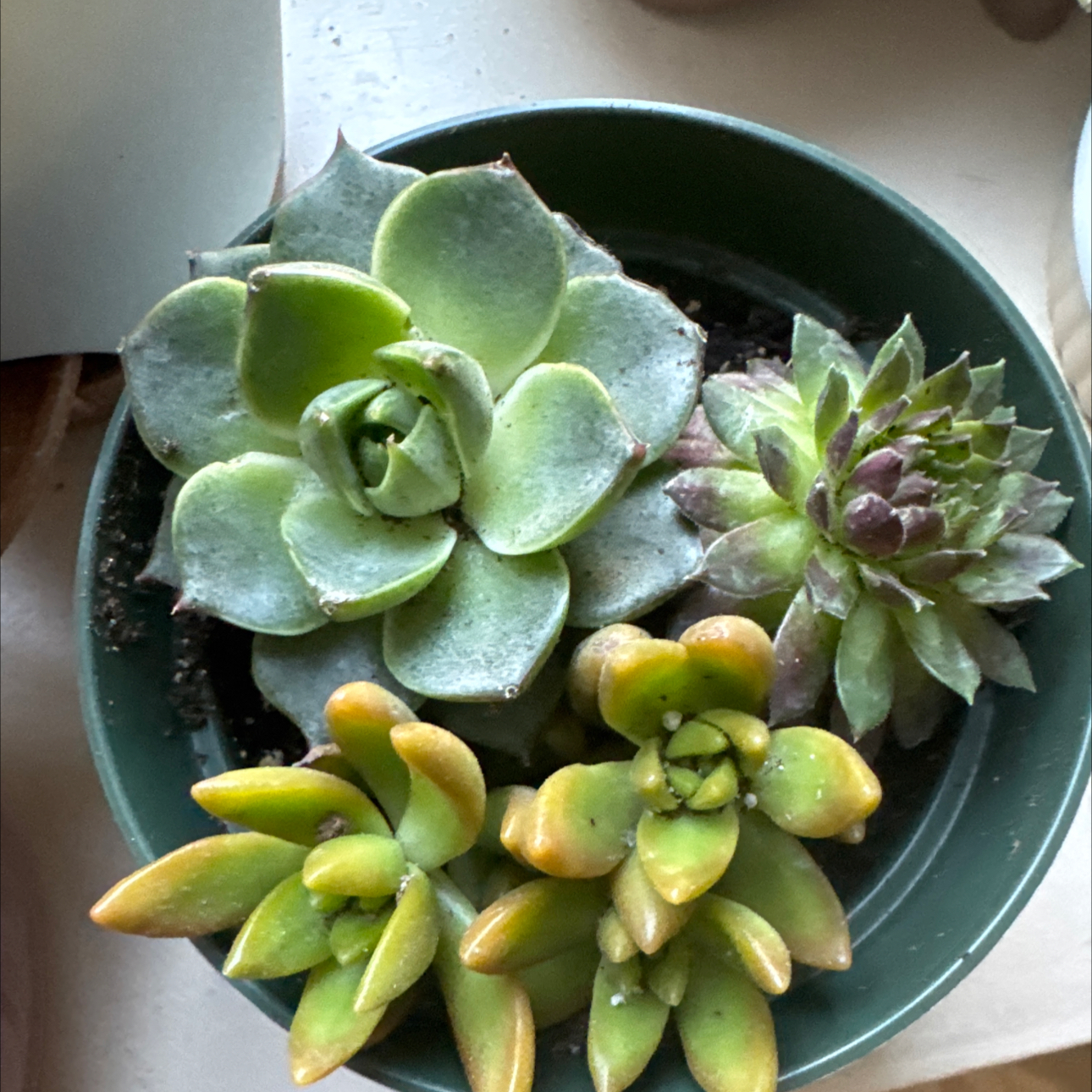 Photo of the plant species Succulents by @WarmBrushbox97 named Las Girlassss on Greg, the plant care app