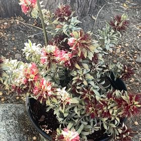 Photo of the plant species Callistemon 'Little John' by @AwesomelyTule80 named Pax on Greg, the plant care app