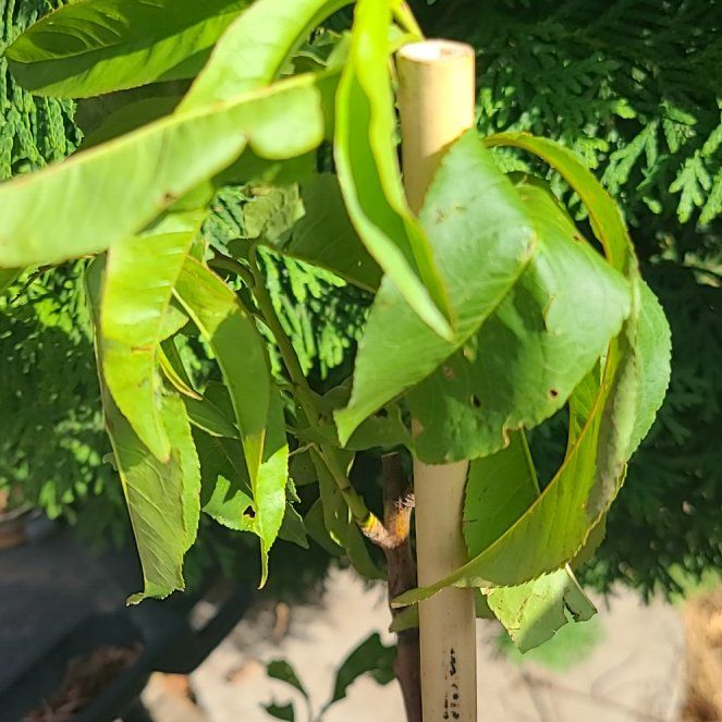 Photo of the plant species Red Haven Peach Tree by @HallowedSalad38 named Lola on Greg, the plant care app