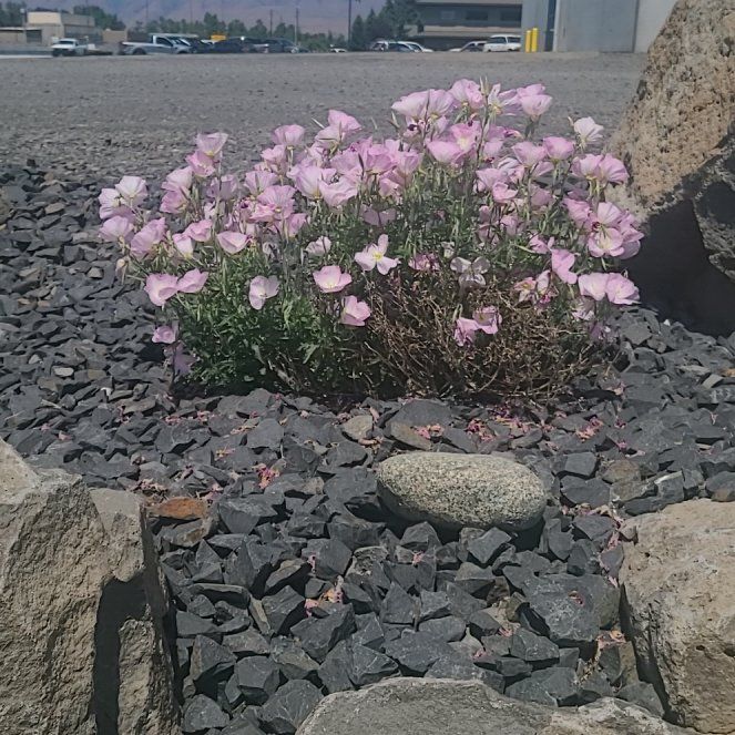 Photo of the plant species Showy Pink Evening Primrose by @HallowedSalad38 named Tree Diddy on Greg, the plant care app
