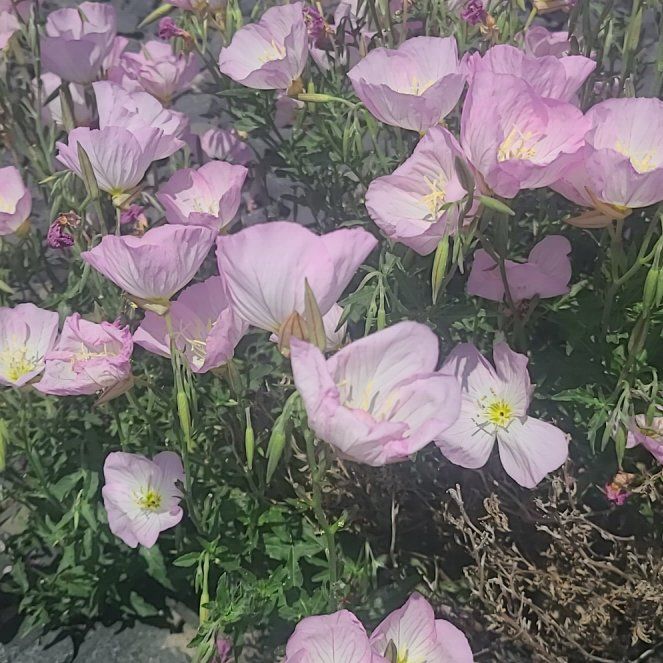 Photo of the plant species Showy Pink Evening Primrose by @HallowedSalad38 named Hamilton on Greg, the plant care app