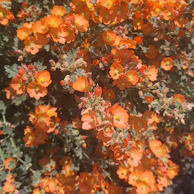 Photo of the plant species Desert Globemallow by @HallowedSalad38 named Coco on Greg, the plant care app