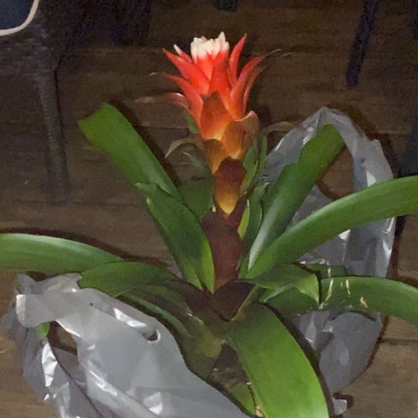 Photo of the plant species Bromeliad by @BabySnowrose33 named Guzmania on Greg, the plant care app