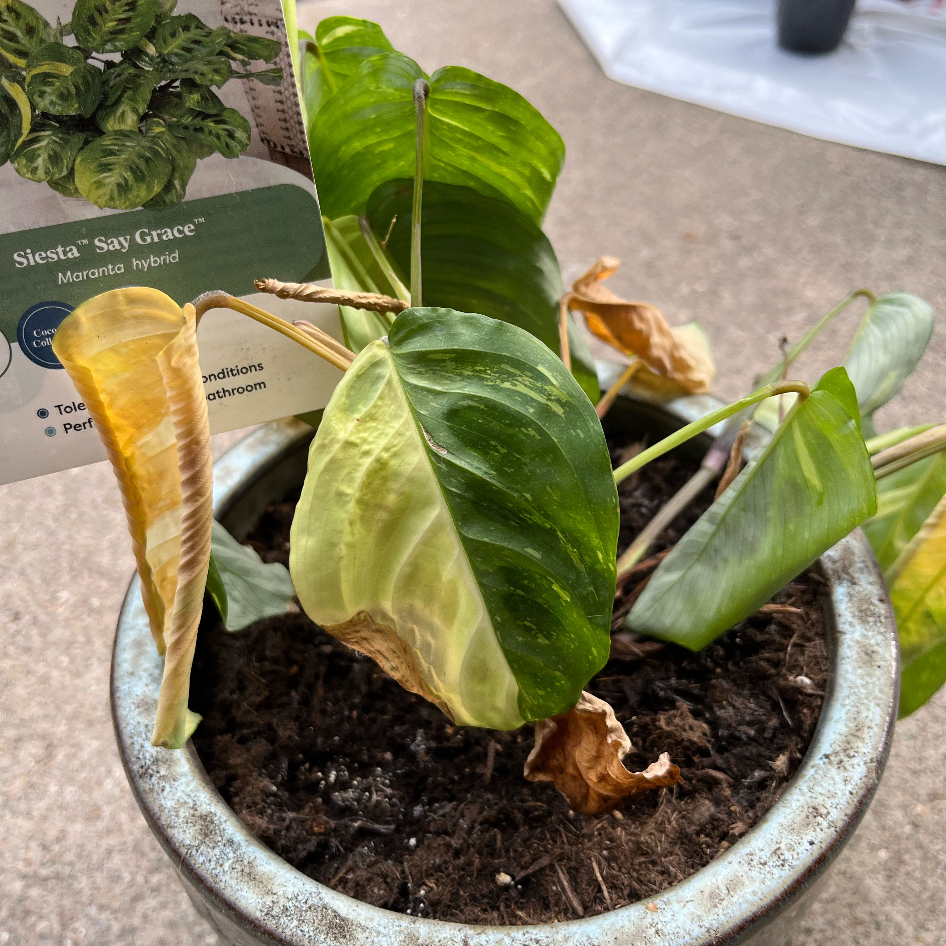 Photo of the plant species Siesta 'Say Grace' by @PetChamise22 named Gomez on Greg, the plant care app
