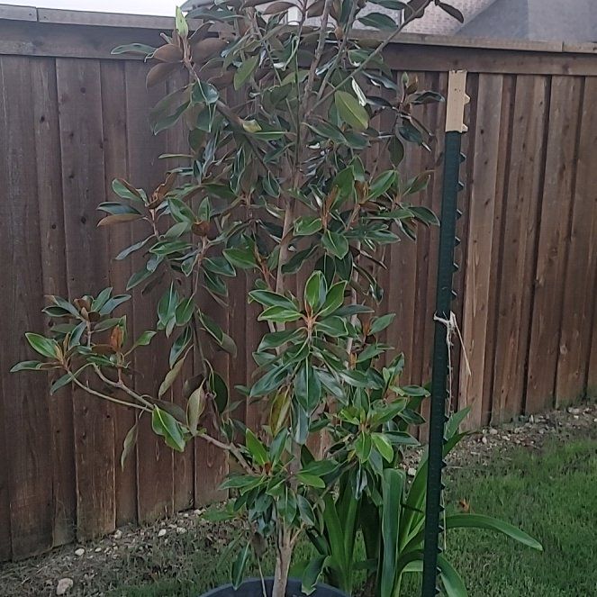 Photo of the plant species Little Gem Magnolia by @ZanyAngelmoss22 named LiloStitch on Greg, the plant care app