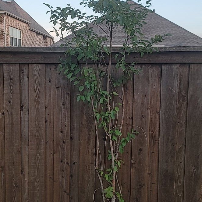 Photo of the plant species Crape Myrtle by @ZanyAngelmoss22 named Einstein on Greg, the plant care app