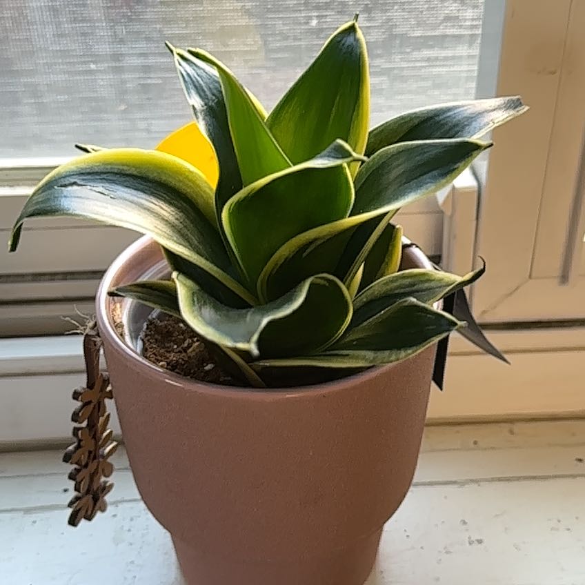 Photo of the plant species Black Gold Snake Plant by @DaringCentro80 named Athena on Greg, the plant care app