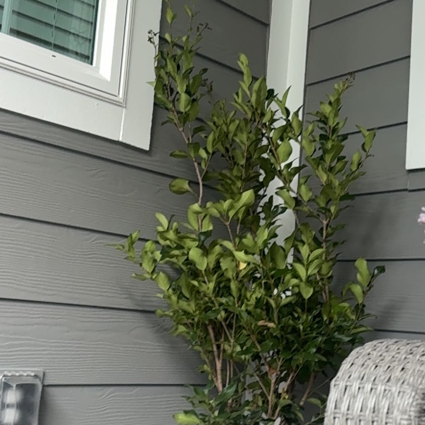Photo of the plant species Japanese Privet by @KeyNeslia90 named Leaf Erickson on Greg, the plant care app