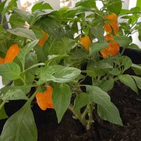 Photo of the plant species Orange Habanero by @DurableTaro named Planty on Greg, the plant care app