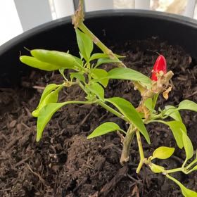 Photo of the plant species Capsicum Frutescens by @DurableTaro named Bella on Greg, the plant care app