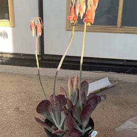 Photo of the plant species Cotyledon Passions Heart by @FabMedeola84 named Chili on Greg, the plant care app