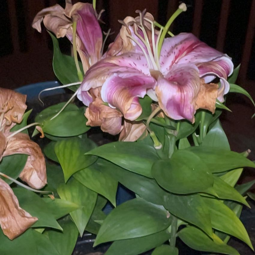 Photo of the plant species Lily 'Sunny Martinique' by @PotentialWorm named Girlfrond on Greg, the plant care app
