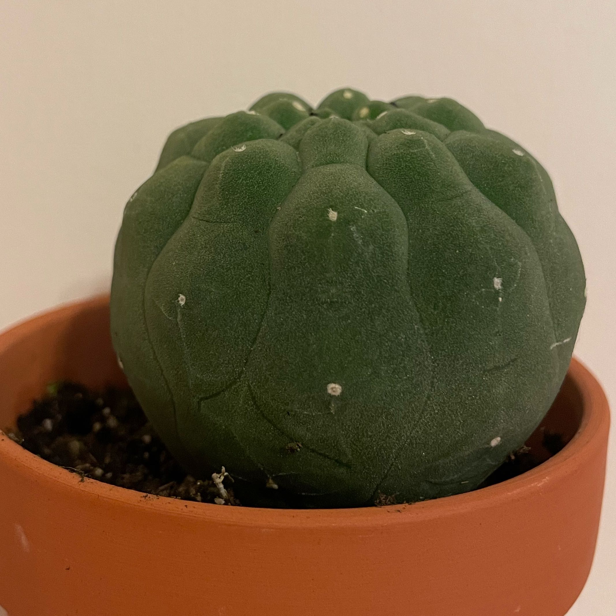 Photo of the plant species Multicolored Matucana by @FruitfulSaguaro named Mr.Dumpling on Greg, the plant care app