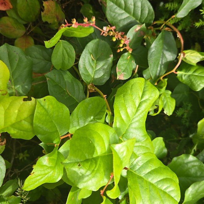 Photo of the plant species Salal by @ValidLimetuff37 named Elle on Greg, the plant care app