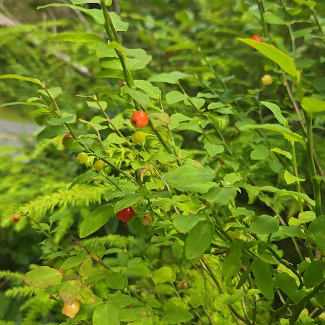Photo of the plant species Red Huckleberry by @ValidLimetuff37 named Cleopatra on Greg, the plant care app