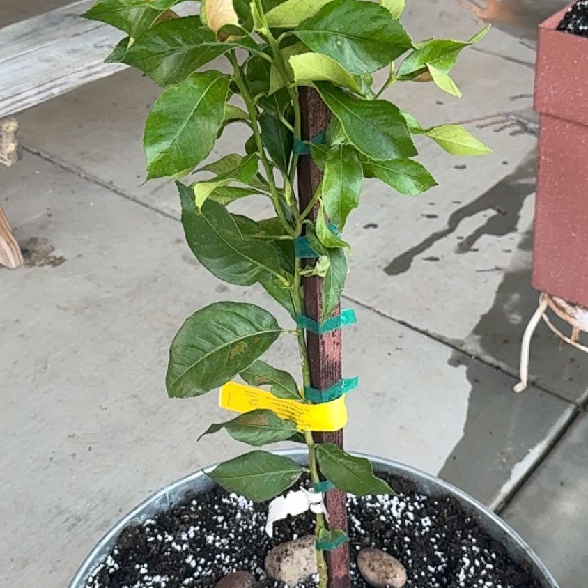 Photo of the plant species Eureka Lemon by @1cydes named Lemonade on Greg, the plant care app
