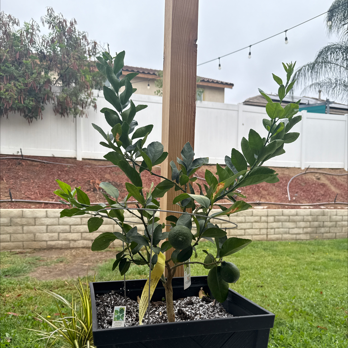 Photo of the plant species semi-dwarf lime tree by @1cydes named Limeade 🍋‍🟩 on Greg, the plant care app