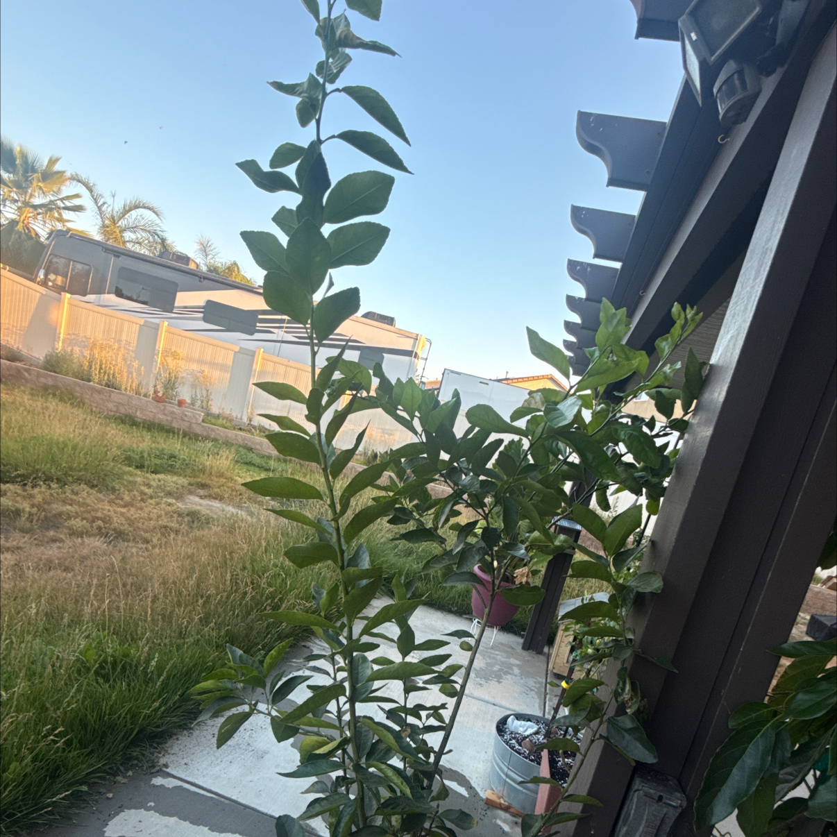 Photo of the plant species semi-dwarf lime tree by @1cydes named Limeade 🍋‍🟩 on Greg, the plant care app