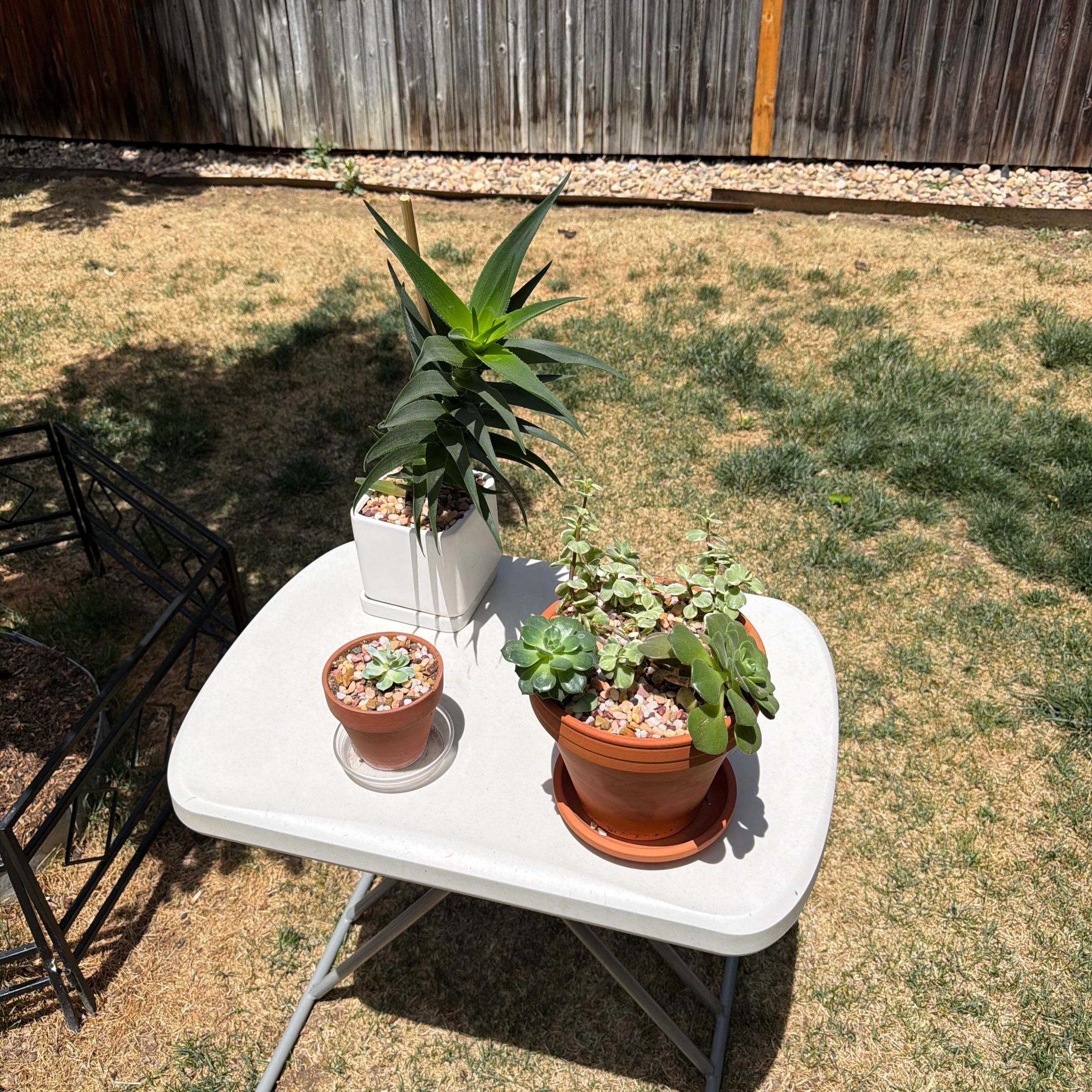 Photo of the plant species Tiger Lily by @BuffQuince96 named Sproutacus on Greg, the plant care app