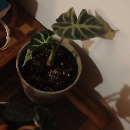 Photo of the plant species Alocasia 'Mandalay' by @KnowingMoss87 named Sonora on Greg, the plant care app