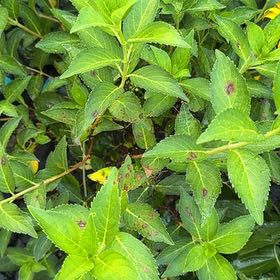 Photo of the plant species Border Forsythia by @GentlePinkruby7 named Coco on Greg, the plant care app