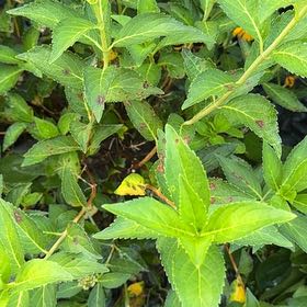 Photo of the plant species Border Forsythia by @GentlePinkruby7 named Daphne on Greg, the plant care app