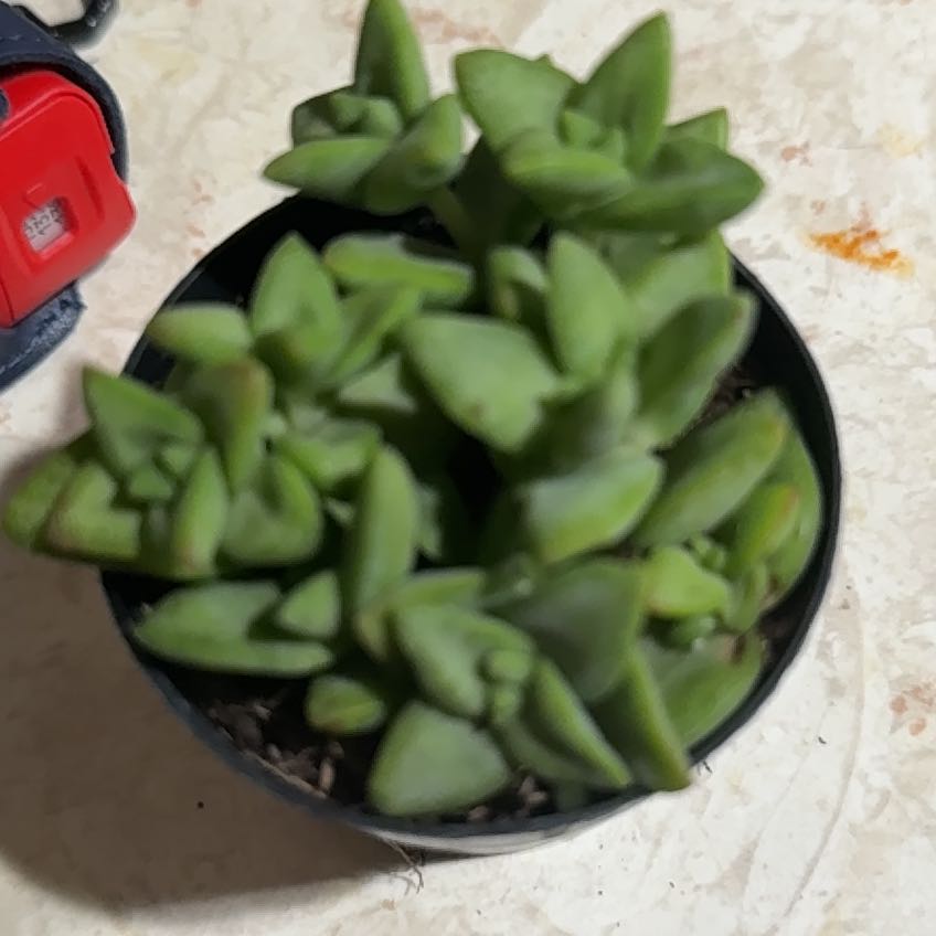 Photo of the plant species Assorted Crassula by @PetAster41 named Pearly Star greens on Greg, the plant care app