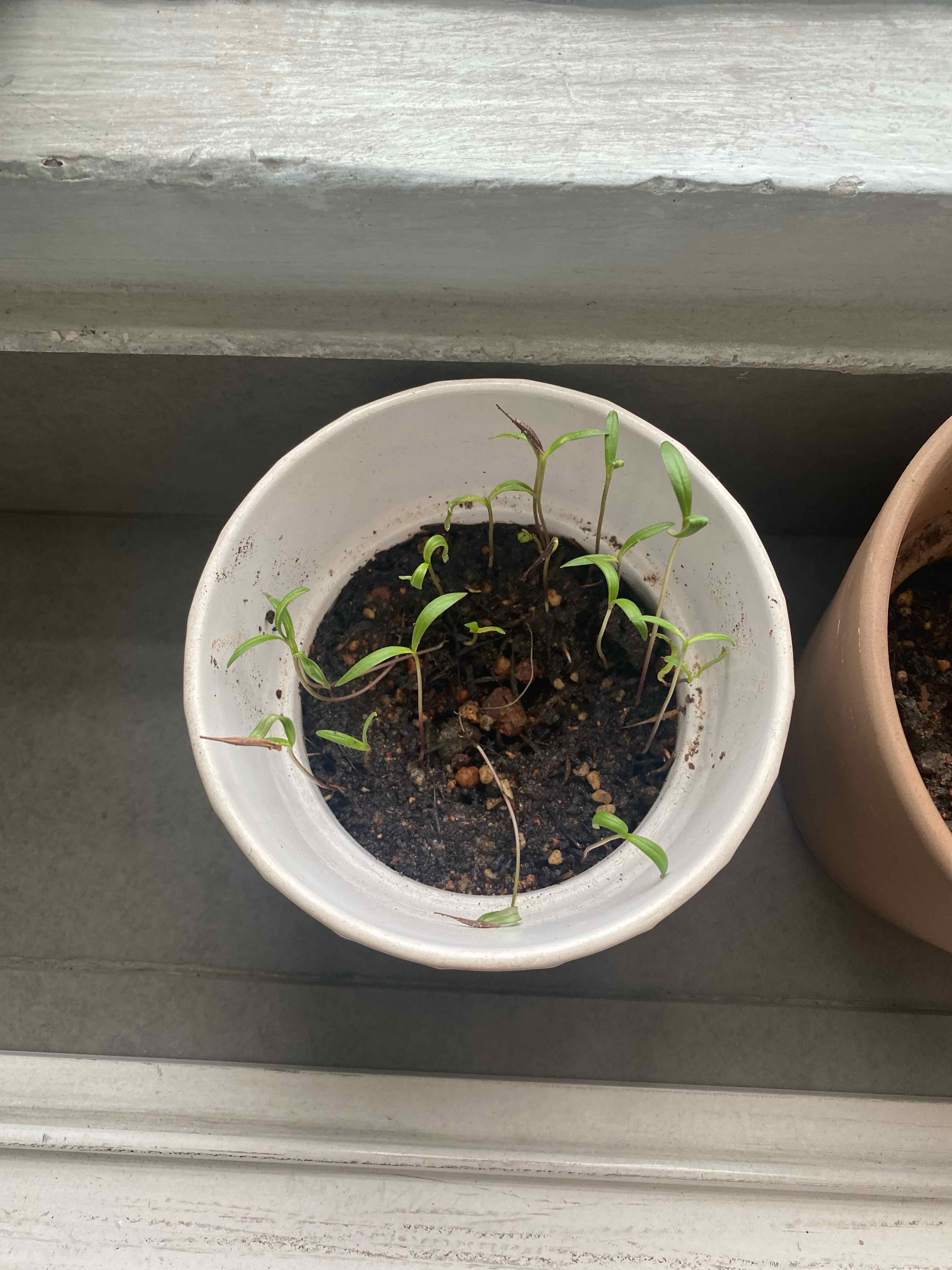 Photo of the plant species Cosmos 'Cosmic' by @PlantMamy named Leaf Erickson on Greg, the plant care app