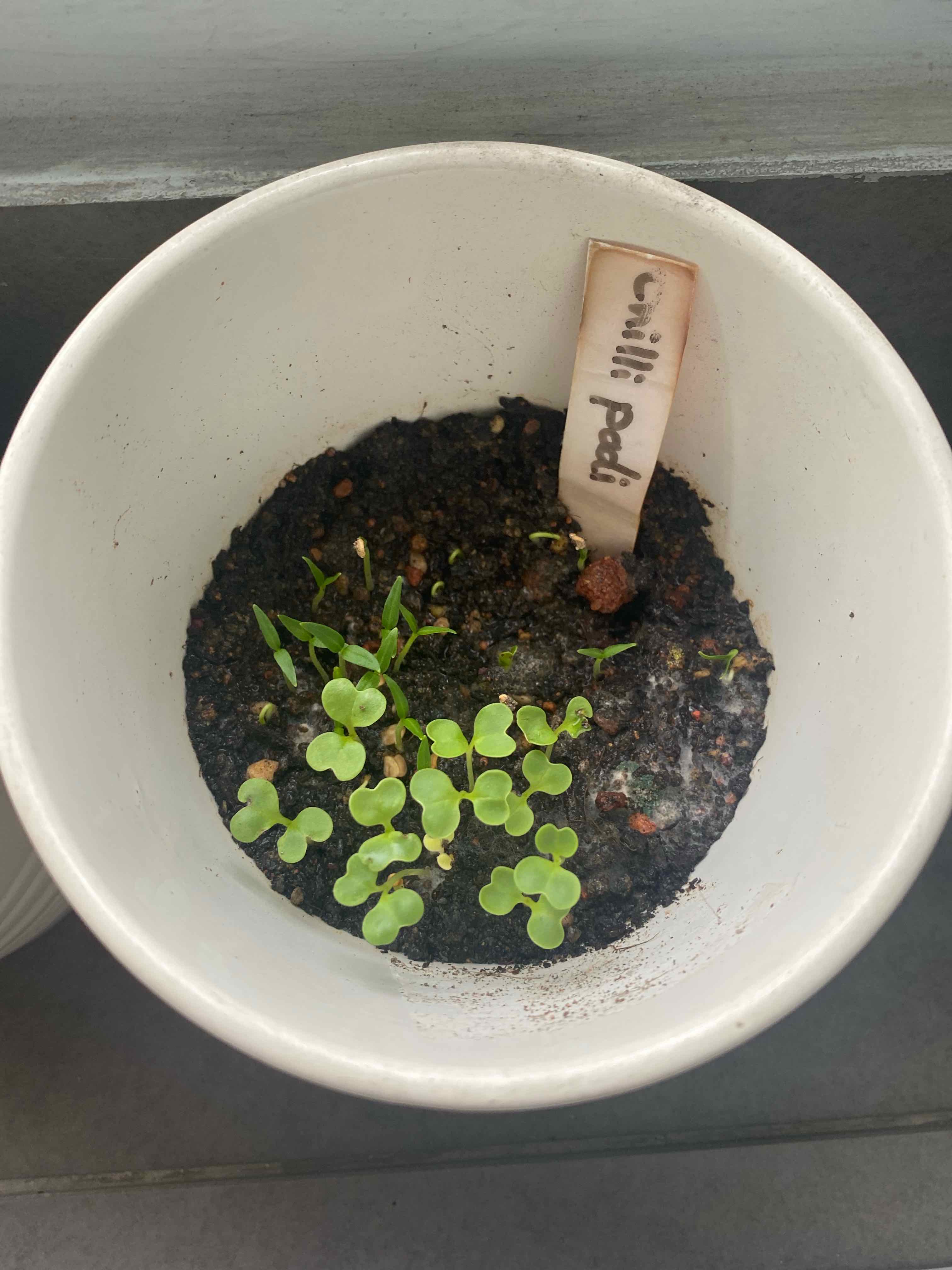 Photo of the plant species Red Chilli by @PlantMamy named LiloStitch on Greg, the plant care app