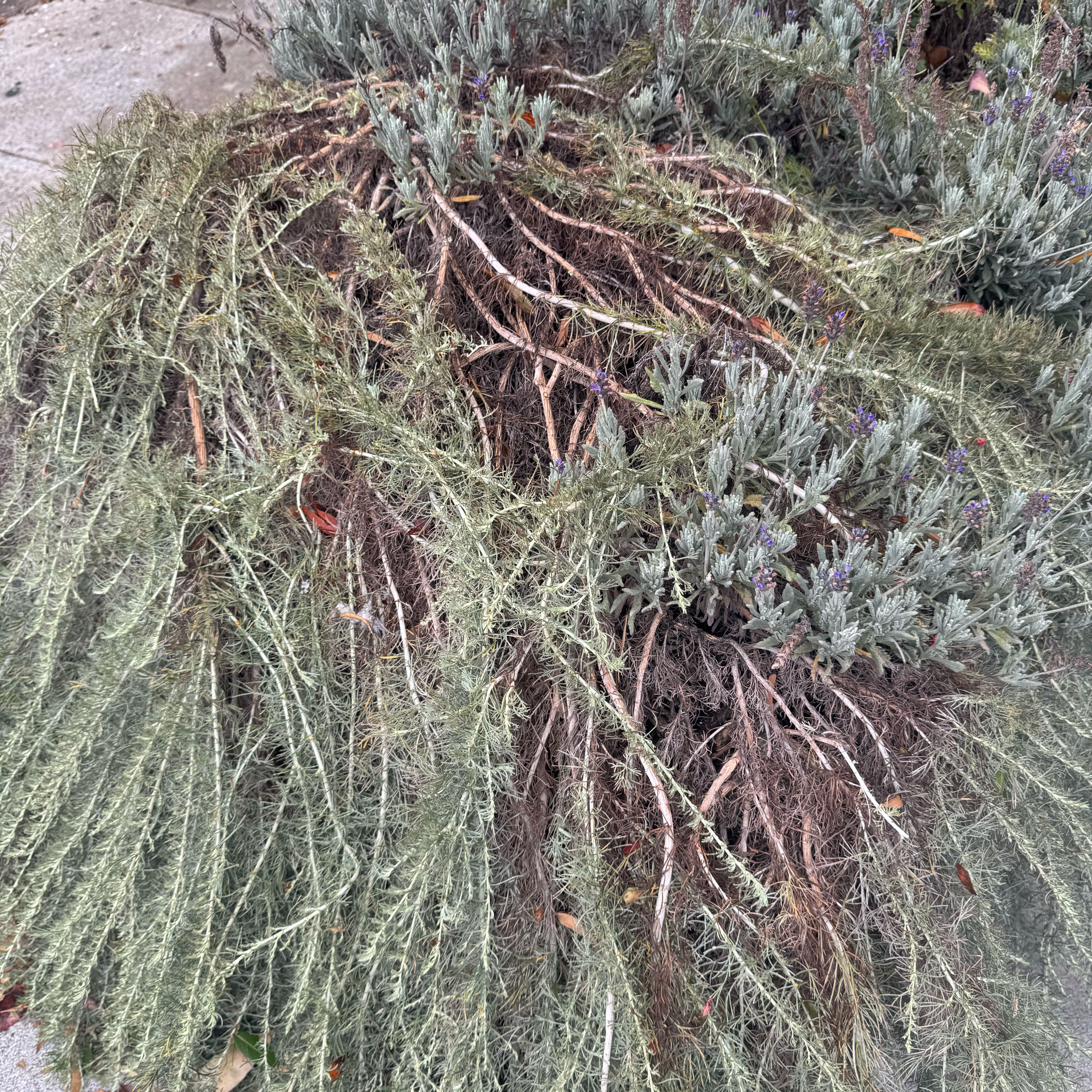 Photo of the plant species Trailing Rosemary by @GymnasticRye32 named Einstein on Greg, the plant care app