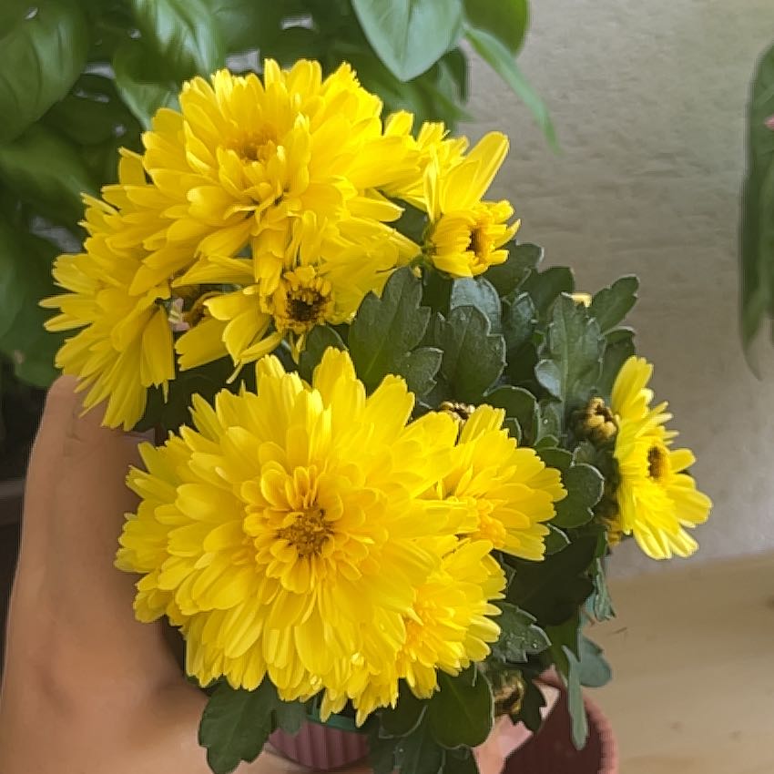 Photo of the plant species Indian Chrysanthemum by @FancyKoa76 named Zion on Greg, the plant care app