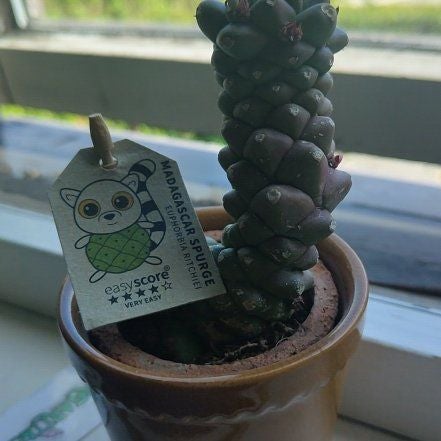 Photo of the plant species Euphorbia ritchiei by @ChummyRosea83 named Tree Diddy on Greg, the plant care app