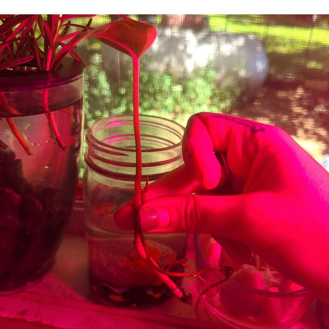 Photo of the plant species variagated pothos by @ElderLilac80 named Dobby on Greg, the plant care app