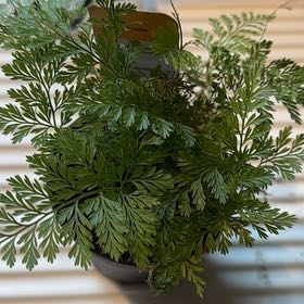 Photo of the plant species Black Rabbit Foot Fern by @BoldZucchini20 named Winston on Greg, the plant care app