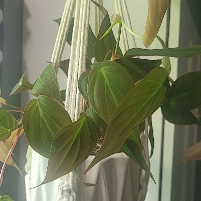 Photo of the plant species Velvet Leaf Philodendron by @BabyZinnia61 named Velvetin on Greg, the plant care app