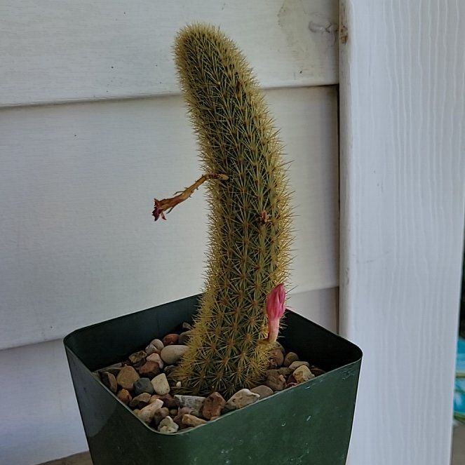 Photo of the plant species Golden Rat Tail by @BabyZinnia61 named Lola on Greg, the plant care app
