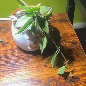 Photo of the plant species Hoya 'Eskimo' by @FunShyleaf46 named Lumi on Greg, the plant care app