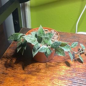 Photo of the plant species Hoya krohniana by @FunShyleaf46 named Krow on Greg, the plant care app