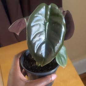 Photo of the plant species Red Secret by @FunShyleaf46 named Cupid on Greg, the plant care app