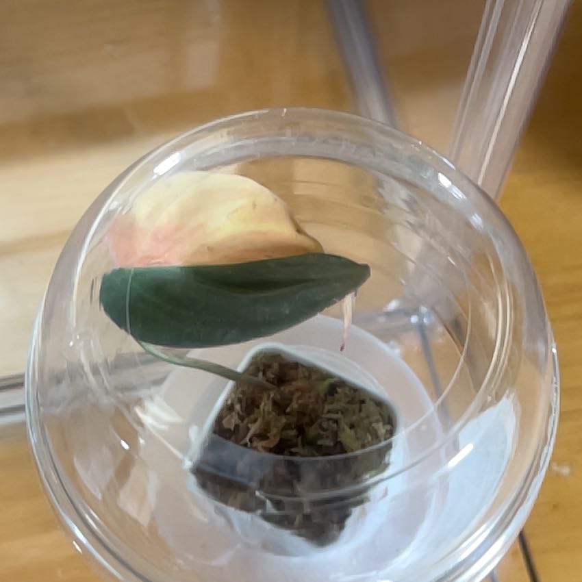 Photo of the plant species Variegated Philodendron Micans Aurea by @FunShyleaf46 named Iris on Greg, the plant care app