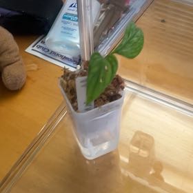 Photo of the plant species Monstera Mint by @FunShyleaf46 named Ivory on Greg, the plant care app