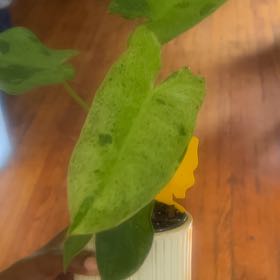 Photo of the plant species Paraiso Verde Philodendron by @FunShyleaf46 named Hemingway on Greg, the plant care app