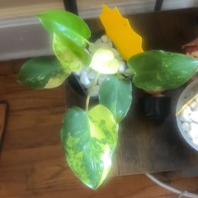 Photo of the plant species Philodendron Burle Marx by @FunShyleaf46 named Dax on Greg, the plant care app